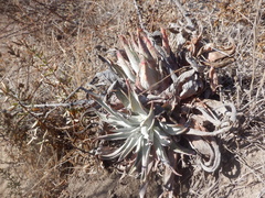 Dudleya lanceolata