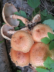 Pholiota squarrosa