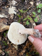 Xanthoconium stramineum