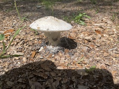 Amanita polypyramis