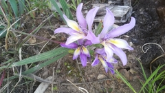 Babiana patula