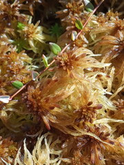 Sphagnum pulchrum