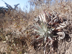 Dudleya lanceolata
