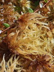 Sphagnum pulchrum