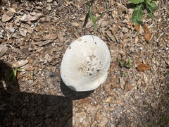 Amanita polypyramis