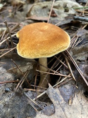 Gyroporus castaneus
