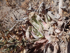 Dudleya lanceolata