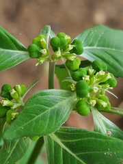 Euphorbia dentata