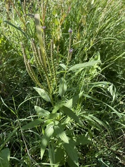 Verbena hastata