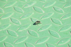 Eristalinus sepulchralis