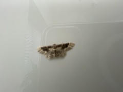 Idaea rusticata
