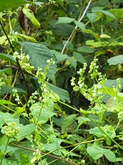 Fallopia scandens