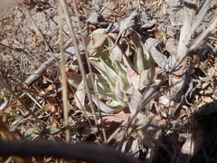 Dudleya lanceolata