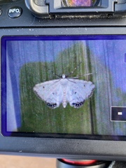 Cataclysta lemnata