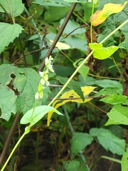 Fallopia scandens