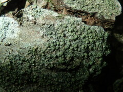 Buellia griseovirens