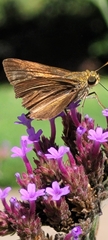 Euphyes vestris