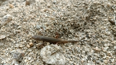 Psammodromus algirus