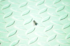 Eristalinus sepulchralis