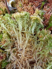 Sphagnum angustifolium