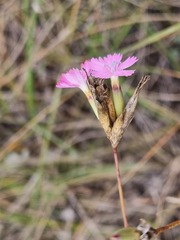 Dianthus borbasii