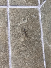 Pholcus phalangioides