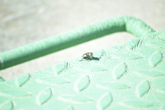 Eristalinus sepulchralis