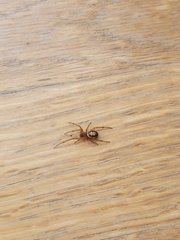 Steatoda