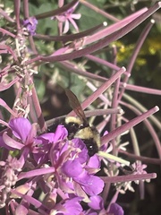 Bombus vagans bolsteri