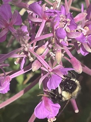 Bombus vagans bolsteri