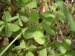 Oxalis metcalfei