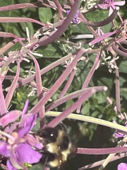 Bombus vagans bolsteri