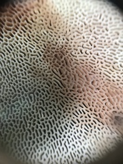 Daedaleopsis confragosa