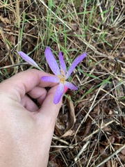 Colchicum lusitanum