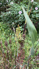 Sorghum bicolor