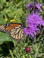Danaus plexippus