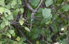 Anax parthenope