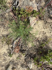 Lomatium brandegeei