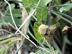 Brachycera