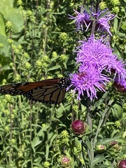 Danaus plexippus