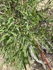 Lomatium brandegeei