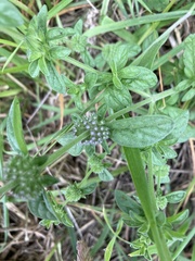 Mentha pulegium