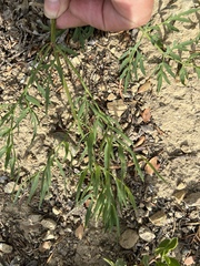 Lomatium brandegeei