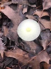 Leucocoprinus fragilissimus