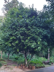 Saraca indica