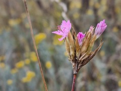 Dianthus borbasii