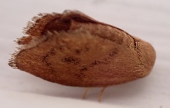 Heterogenea shurtleffi