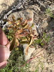 Lomatium brandegeei