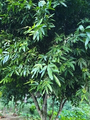 Saraca indica