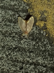 Orvasca subnotata